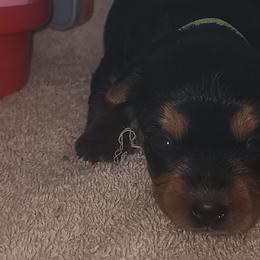 Yorkshire Terriers from Yorkie Ville Kennel