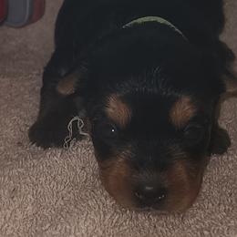 Yorkshire Terriers from Yorkie Ville Kennel