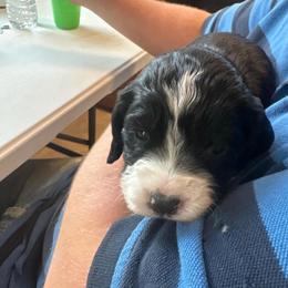 Poppy - Black and white female English Springer Spaniel puppy in St Johnsbury, Vermont from Paradise Valley Springers