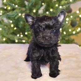 Lucy - Parti female Yorkshire Terrier puppy in Mountain Grove, Missouri from Precious Puppies