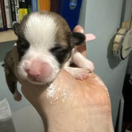 Rose - Fawn female Pembroke Welsh Corgi puppy in New York, New York from Ad Astra NYC
