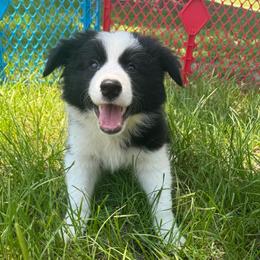 Stymie - Black male Border Collie puppy in Erwin, North Carolina from Herd That Farms