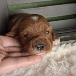 Scoops F1b - Red male Cavapoo puppy in Centerton, Arkansas from Velvet Paws Cavapoos