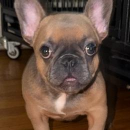 Boy 1 - Blue male French Bulldog puppy in Pennsylvania from R & C French Bulldogs