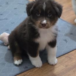 Boy 2 - Red tri male Miniature Australian Shepherd puppy in Ola, Arkansas from Peaceful Acres