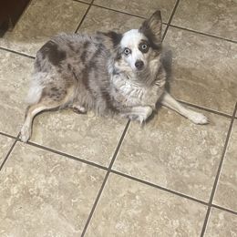 Patsy - Toy Australian Shepherd