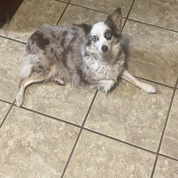 Patsy - Toy Australian Shepherd