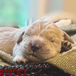 Jumba - Golden male Golden Retriever puppy in Florida from Golden Meadow