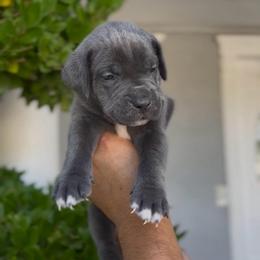 Male 6 - Gray male Cane Corso puppy in California from Donato Kennels