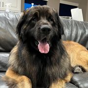 Leonbergers from Leo Fidelis Leonbergers