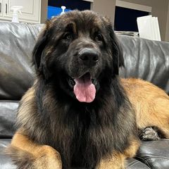Leonbergers from Leo Fidelis Leonbergers