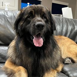 Leonbergers from Leo Fidelis Leonbergers