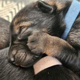 Blue - Sable male German Shepherd puppy in Harwood, Maryland from Reddington Shepherds