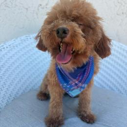 Puchi - Red  male Goldendoodle puppy in Davie, Florida from Daviegoldendoodles