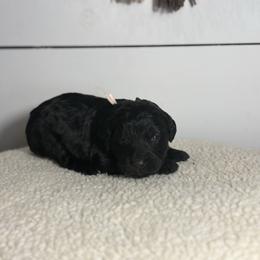 Violet - Black female Bernedoodle puppy in Bellevue, Iowa from Blended Acres & Kennels