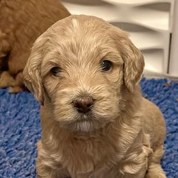 Green Boy - Apricot male Australian Labradoodle puppy in Bend, Oregon from High Desert Labradoodles