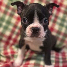 Maxx Boy 1 - Black brindle and white male Boston Terrier puppy in Brookville, Ohio from Best Friend Bostons