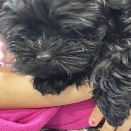 Yellow collar - Sable male Black Russian Terrier puppy in Spokane, Washington from Amethyst Black Russian Terriers