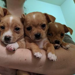 Chihuahua Puppies from Dauntless Chihuahuas