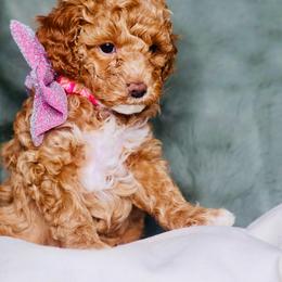 Honey - Apricot female Goldendoodle puppy in Forney, Texas from Diamond Doodle Pups and Poodles