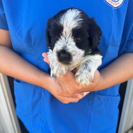 Loretta -Green collar girl - Parti female Miniature Schnauzer puppy in Oneonta, Alabama from Murphree Valley Kennels