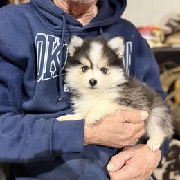 Ariya's boy 4 - Black and white male Pomsky puppy in Enid, Oklahoma from Mile Hi Pomskies