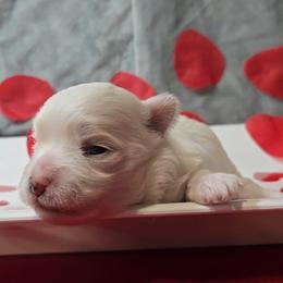 Vanessa - White and lemon female Maltese puppy in Aurora, Missouri from KnJ Precious Paws LLC