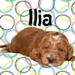 ILIA - Red male Australian Labradoodle puppy in Austin, Texas from AussieTex Labradoodles