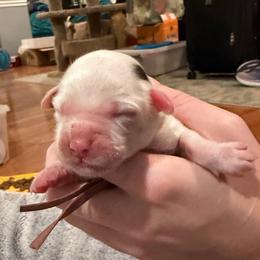 White Girl - Chalk female Australian Labradoodle puppy in Saint Louis, Missouri from Gateway Australian Labradoodles