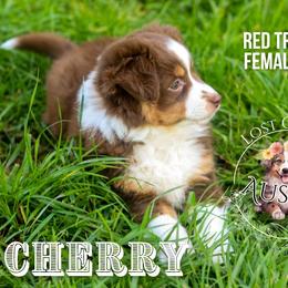 Cherry - Red tri-color female Miniature American Shepherd puppy in Ferndale, California from Lost Coast Aussies