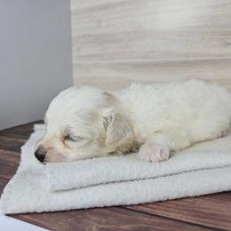 Blossom - Cream female Maltipoo puppy in Doerun, Georgia from Twig & Tail Puppies