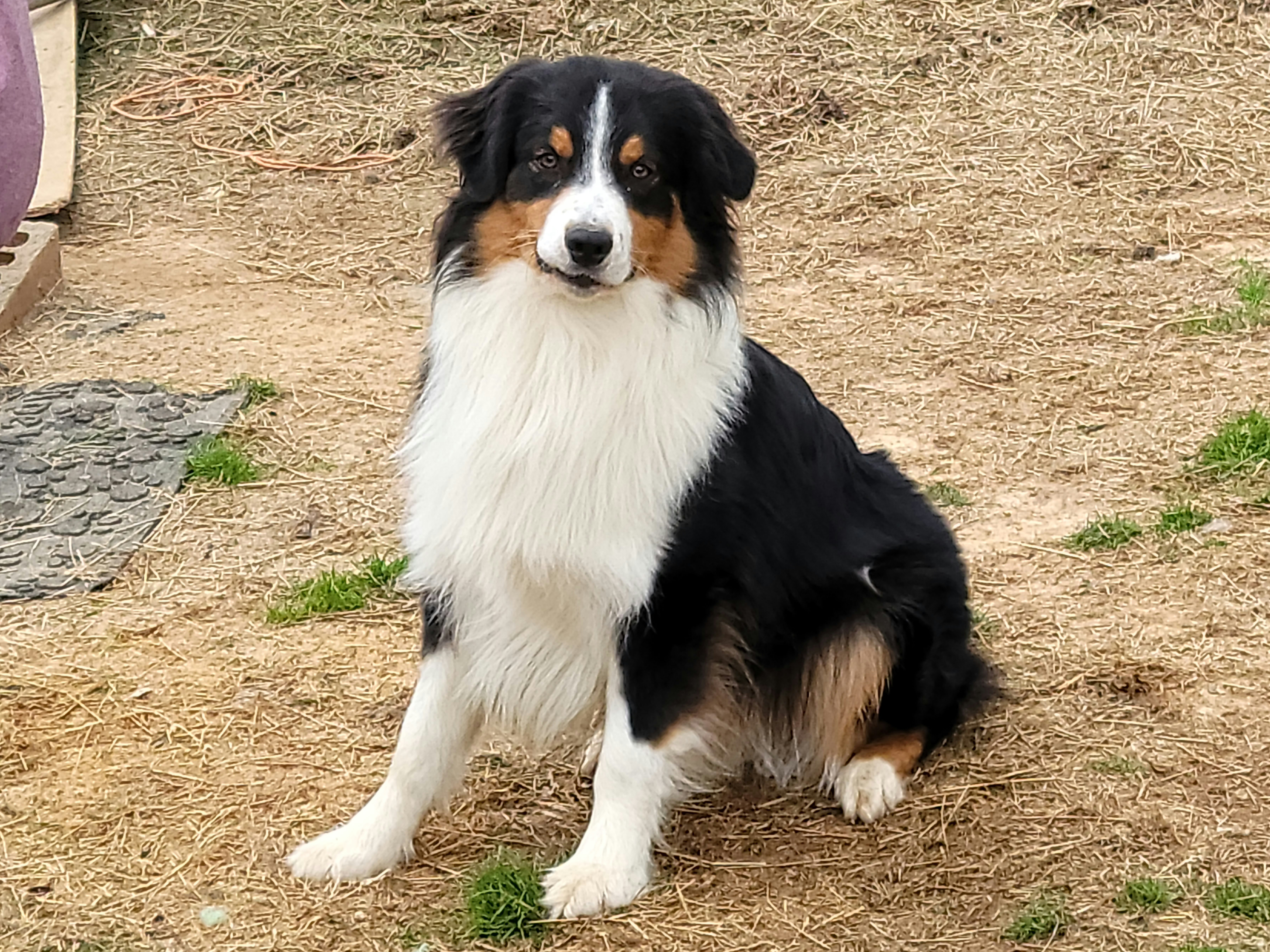 Triton - Australian Shepherd