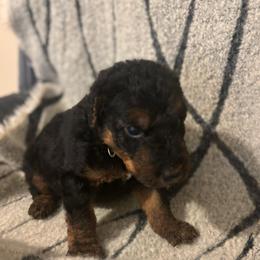 Boaz - Black and tan male Airedale Terrier puppy in Huntersville, North Carolina from Cool Hand Luke Kennels