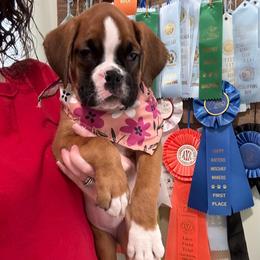 B2- Litter: Kimber - Pink Collar Flashy Fawn Female - Fawn Boxer puppy in Alpine, New York from Kickin Rooster AKC Boxers