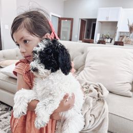 Aussiedoodle and Bernedoodle Puppies from High Desert Doodles