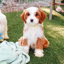 Spencer - Yellow - Red  female Goldendoodle puppy in Ruthorfordton, North Carolina from Duncan Doodles Goldendoodles