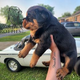 Rottweiler Puppies from Hardy Rotties