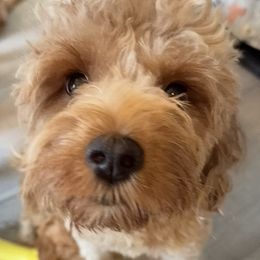 Katie - Goldendoodle