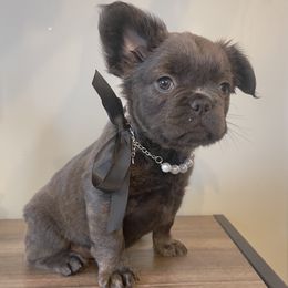 Fluffy blue brindle from OFA'd parents - Blue female French Bulldog puppy in Billings, Montana from Montana Made Frenchies