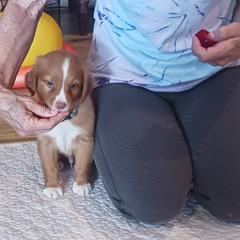 Nova Scotia Duck Tolling Retriever Puppies from Red Hill Tollers