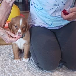 Nova Scotia Duck Tolling Retriever Puppies from Red Hill Tollers