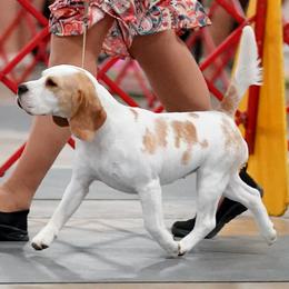 Beagle All Grown Up from Royal-Tea Beagles