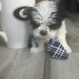 Stud Muffin 2250 - Black tan and white male Biewer Terrier puppy in Cartersville, Georgia from Alpha Tiny Paws