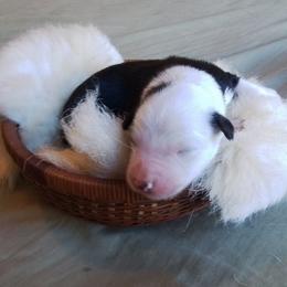 Ranger - Black and white male Border Collie puppy in Montague, California from Flock and Fang