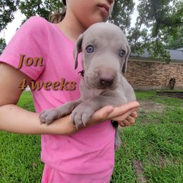 Jon - Silver gray male Weimaraner puppy in Kingwood, Texas from Desert Rose Weimaraners