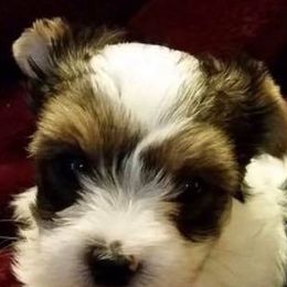 Biewer Terrier Puppies from Miabella Biewer