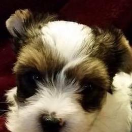 Biewer Terrier Puppies from Miabella Biewer