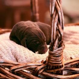 Chai - Chocolate female Labrador Retriever puppy in Sweet Home, Oregon from Knotty Creek Labradors