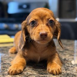 Shaded Red Dapple Male - Dapple male Dachshund puppy in Horizon City, Texas from Micah's Minis