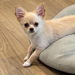 Listing him for my mentor sue.  (Thomas) - Cream and white male Chihuahua puppy in East Syracuse, New York from Blissful’s Chihuahuas